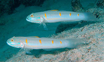 Image of Valenciennea decora (Decorated glidergoby)