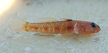 Image of Vanneaugobius dollfusi (Dollfus\