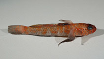 Image of Vanneaugobius dollfusi (Dollfus\