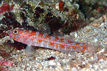 Image of Vanneaugobius dollfusi (Dollfus\