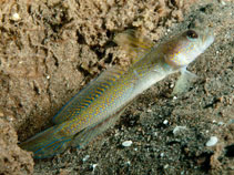 Image of Vanderhorstia dorsomacula (Dorsalspot shrimpgoby)