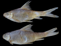 Image of Labeobarbus boulengeri 