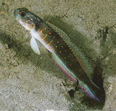 Image of Vanderhorstia macropteryx (Bigfin shrimpgoby)