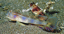 Image of Vanderhorstia papilio (Butterfly shrimpgoby)