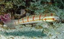 Image of Valenciennea puellaris (Maiden goby)