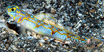 Image of Vanderhorstia vandersteene (Electric shrimpgoby)