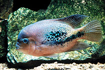 Image of Vieja bifasciata (Twoband cichlid)