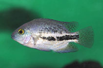 Image of Vieja bifasciata (Twoband cichlid)