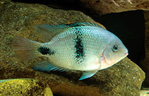 Image of Vieja maculicauda (Blackbelt cichlid)