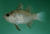 Image of Vincentia punctata (Orange cardinalfish)