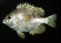 Image of Wattsia mossambica (Mozambique large-eye bream)