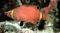 Image of Wetmorella nigropinnata (Sharpnose wrasse)