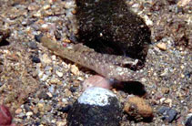 Image of Wheelerigobius maltzani 