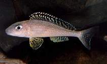 Image of Xenotilapia papilio 