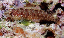 Image of Xenomedea rhodopyga (Redrump blenny)