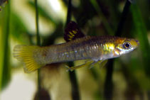 Image of Xenophallus umbratilis (Shadow toothcarp)