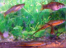 Image of Xiphophorus alvarezi (Chiapas swordtail)