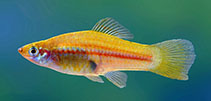 Image of Xiphophorus hellerii (Green swordtail)