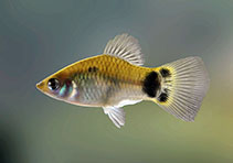 Image of Xiphophorus maculatus (Southern platyfish)