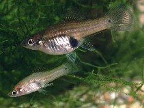 Image of Xiphophorus milleri (Catemaco platyfish)