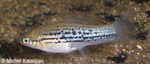 Image of Xiphophorus nezahualcoyotl (Mountain swordatail)