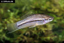 Image of Xiphophorus nigrensis (Panuco swordtail)