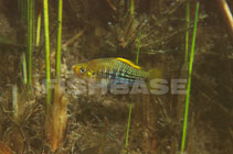 Image of Xiphophorus variatus (Variable platyfish)