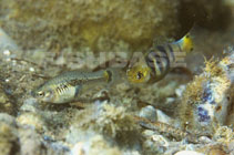 Image of Xiphophorus xiphidium (Swordtail platyfish)