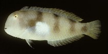 Image of Iniistius aneitensis (Yellowblotch razorfish)