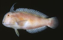 Image of Iniistius dea (Blackspot razorfish)