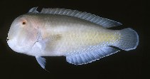 Image of Iniistius jacksonensis (Australian keel-head wrasse)