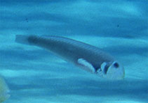 Image of Xyrichtys martinicensis (Rosy razorfish)