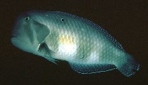 Image of Iniistius pavo (Peacock wrasse)