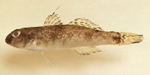 Image of Yongeichthys criniger 