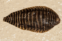 Image of Zebrias craticulus (Wicker work sole)