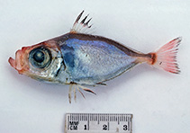 Image of Zenion japonicum (Japanese dory)