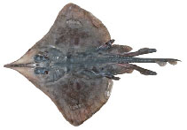 Image of Zearaja maugeana (Maugean skate)