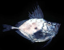 Image of Zenopsis nebulosa (Mirror dory)