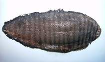 Image of Zebrias scalaris (Many-band sole)