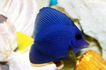 Image of Zebrasoma xanthurum (Yellowtail tang)