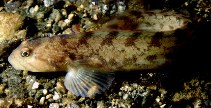 Image of Zoarces viviparus (Eelpout)