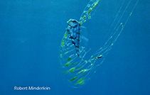 Image of Zu cristatus (Scalloped ribbonfish)