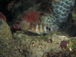 092503SR-RedspottedHawkfish1a.jpg