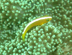 Amphiprion sandaracinos 00260.JPG