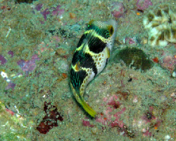 Canthigaster valentini 00282.JPG