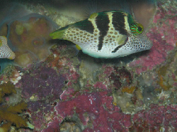 Canthigaster valentini 00479.JPG