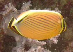 Chaetodon trifasciatus 00316.JPG