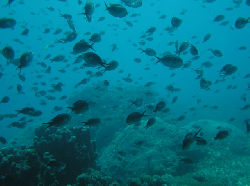 Chromis ternatensis 00421.JPG