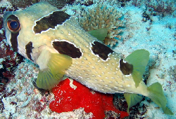 Diodon_Liturosus_Maldives2009_3.jpg