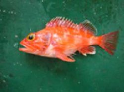 Helicolenus dactylopterus (27 cm).jpg